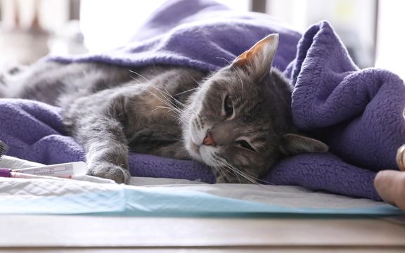 روسیه اولین واکسن کرونای جهان برای حیوانات را ثبت کرد