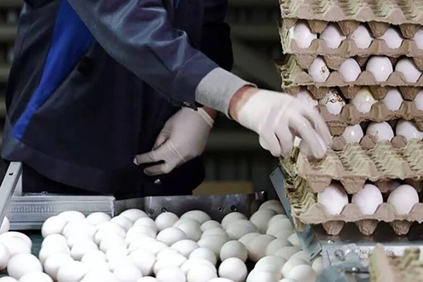 Iran, where eggs are a better bet than cash