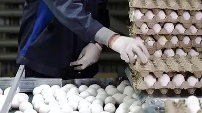 Iran, where eggs are a better bet than cash
