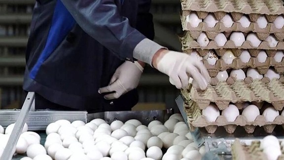 File Photo: A worker sorts fresh eggs at a factory in Iran