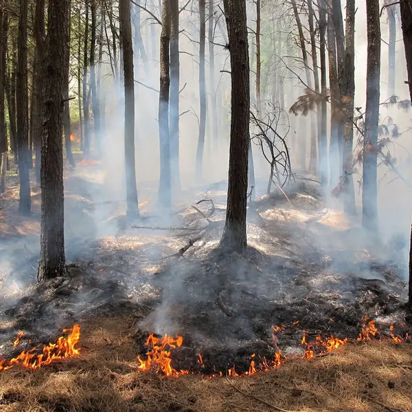 ساختوساز در قلب میراث جهانی؛ اعلام وضعیت خطر فوقالعاده جدی برای جنگلهای هیرکانی