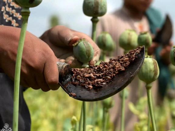 A close-up view of raw opium being harvested from poppy pods in a field (Undated)