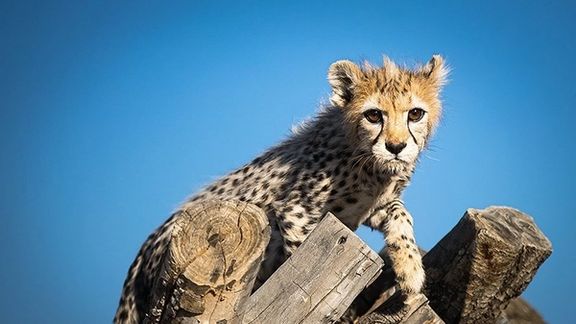 معاون سازمان محیط زیست: بیشتر از چهار تا پنج سال برای نجات یوز از انقراض وقت نداریم