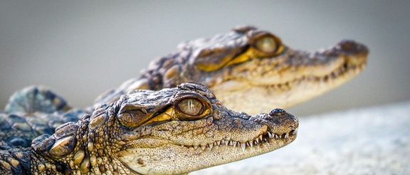 آوارگی صدها نفر پس از وقوع سیل در سیستان و بلوچستان، افزایش خطر حمله تمساحها به مردم