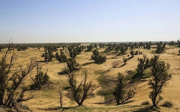سرپرست سازمان منابع طبیعی: سالی یک میلیون هکتار بیابانزایی در ایران داریم