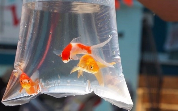 معاون دامپزشکی استان تهران: ماهی قرمز شب عید ناقل کرونا نیست