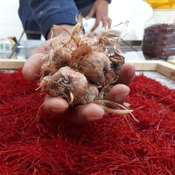 پلیس اسپانیا ۱۷ نفر را به اتهام قاچاق زعفران از ایران به این کشور دستگیر کرد