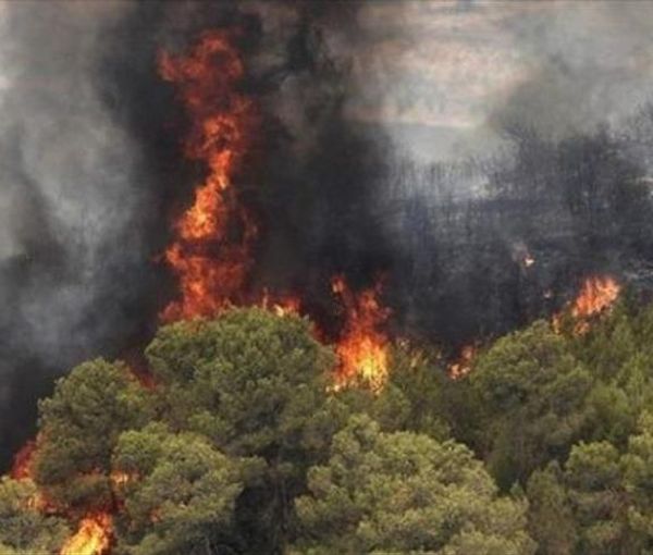النيران تلتهم غابات مريوان في إيران.. ومسؤول حكومي: "نطاق الحرائق واسع جدًا"