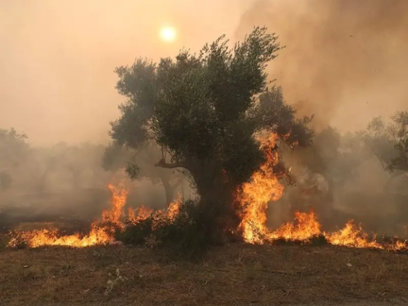 در پی آتشسوزی گسترده در جنگلهای یونان، خاکستر بر سر مردم آتن میبارد