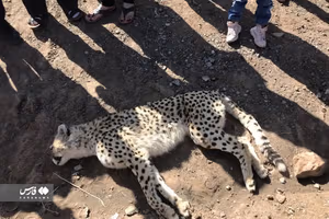 Another Rare Asiatic Cheetah Killed In Car Accident In Iran