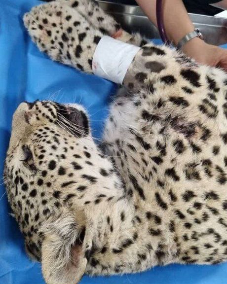 محیط زیست البرز: پلنگ مجروحشده با تیغ جوجهتیغی جان باخت