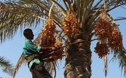 صادرکننده خرما: تاجران پاکستانی خرمای ایران را میخرند و مجددا صادر میکنند