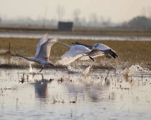 خبرگزاری مهر: پرندگان مهاجر به مازندران از منوی رستورانها سر در میآورند