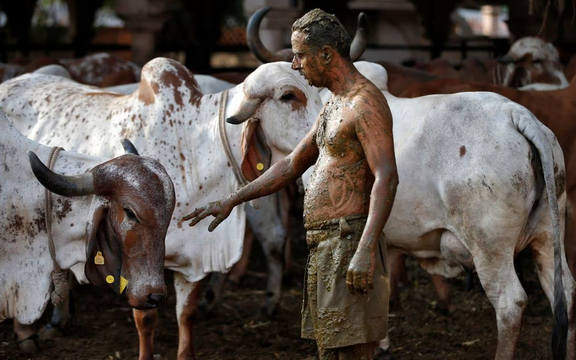 دولت هند از مردم این کشور خواست در روز ولنتاین گاوها را در آغوش بگیرند