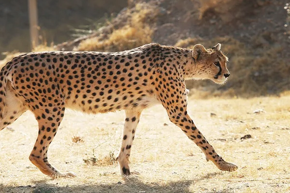 مدیر بخش پژوهش انجمن یوزپلنگ ایرانی: تنها کمتر از ۴۰ یوزپلنگ در ایران وجود دارد