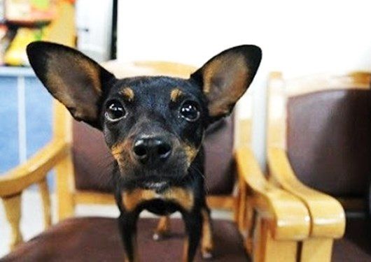 روزنامه همشهری: عمل جراحی زیبایی حیوانات خانگی در ایران رواج پیدا کرده است