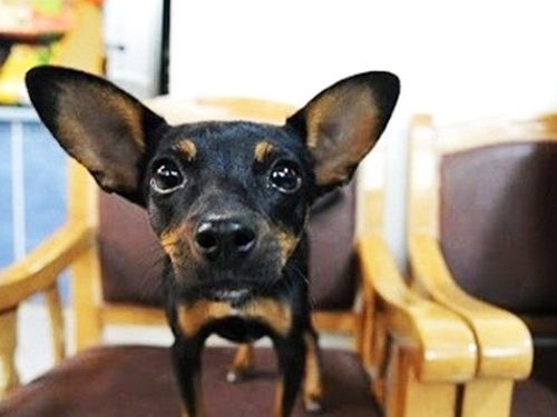 روزنامه همشهری: عمل جراحی زیبایی حیوانات خانگی در ایران رواج پیدا کرده است