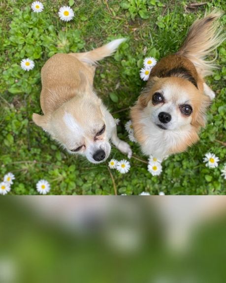 روز جهانی سگ؛ پرهیز از خرید، ترغیب به پناه دادن