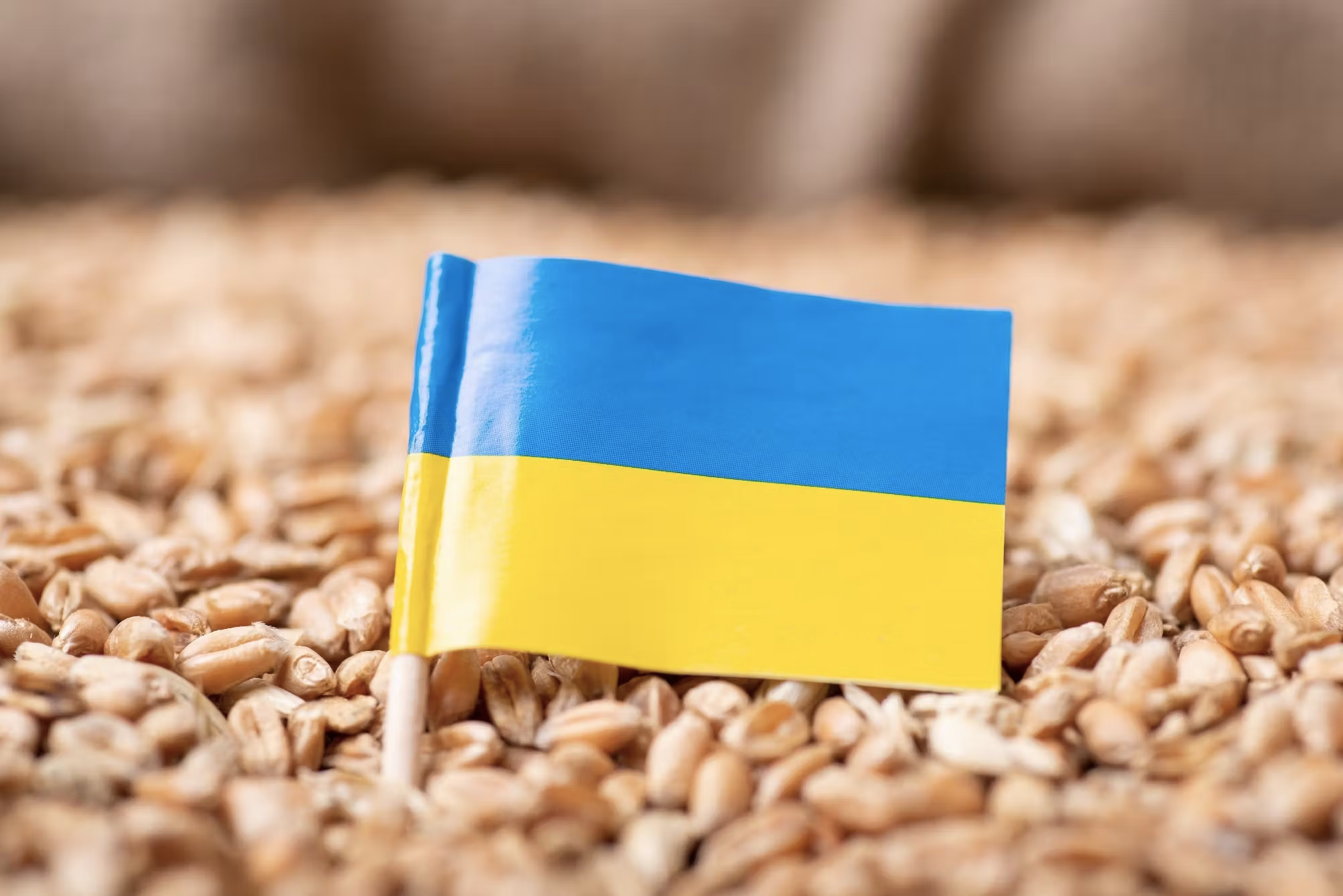 پایان توافق صادرات غلات اوکراین؛ روسیه از برداشتن تضمین‌های امنیتی در دریای سیاه خبر داد