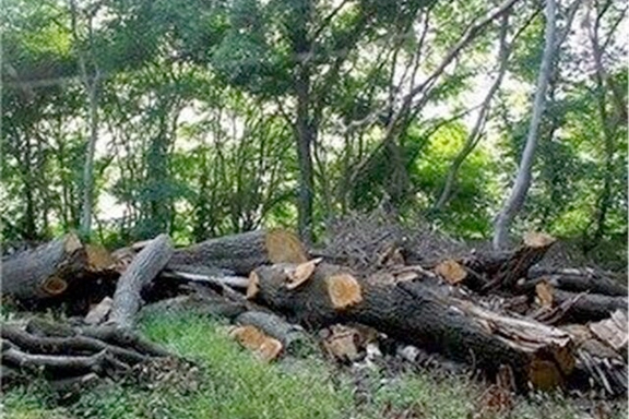 رییس سازمان محیط زیست:موضوع تخریب جنگلهای الیمالات را به صورت ویژه پیگیری میکنیم