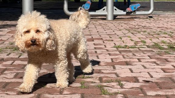 toffee-dog-Tehran-Iran