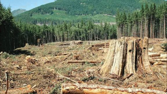 معاون سازمان منابع طبیعی: دست روی دست بگذاریم، مساحت جنگلهای شمال نصف میشود