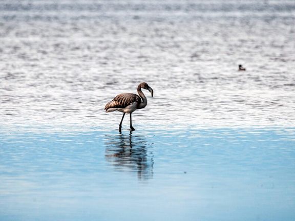 روند خشک شدن تالاب بینالمللی میانکاله شدت گرفته است