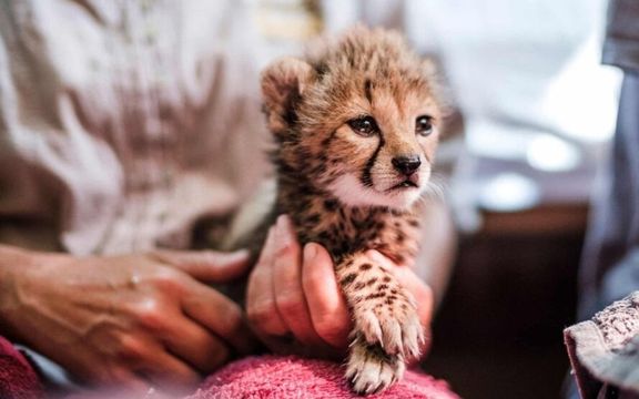 پرستار تولهیوز ایرانی: پیروز تحت هیچ شرایطی قرار نیست به طبیعت بازگردد