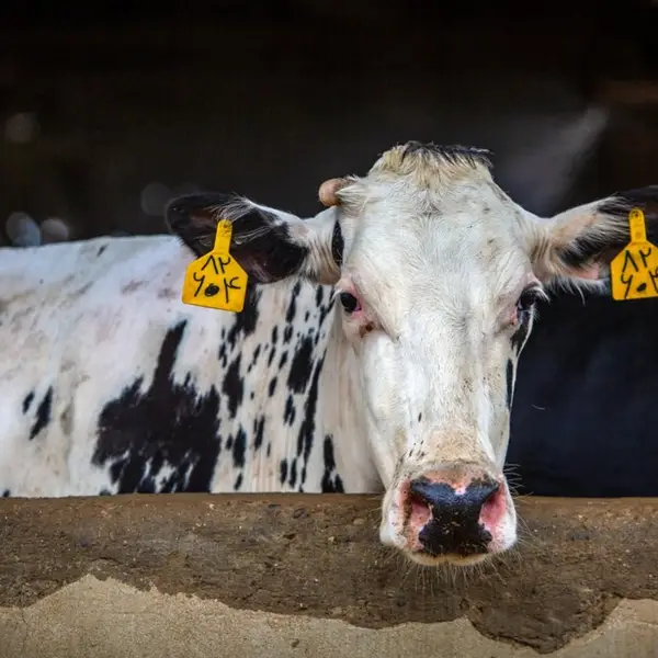 Iran’s foot-and-mouth outbreak cuts milk output as feed shortage deepens