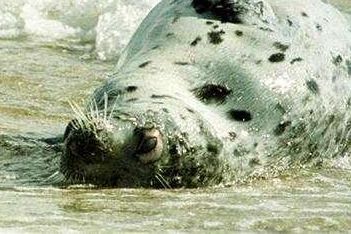 سازمان محیط زیست ایران: علت مرگ ۱۷۰ فوک خزری در سواحل داغستان را از روسیه پیگیری میکنیم