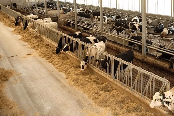 سخنگوی انجمن صنایع فرآوردههای لبنی: قیمت علوفه بیش از دو برابر شده است