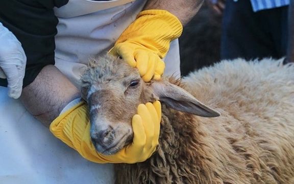 هشدار درباره شیوع بیماری تب کنگو در روزهای گرم ایران