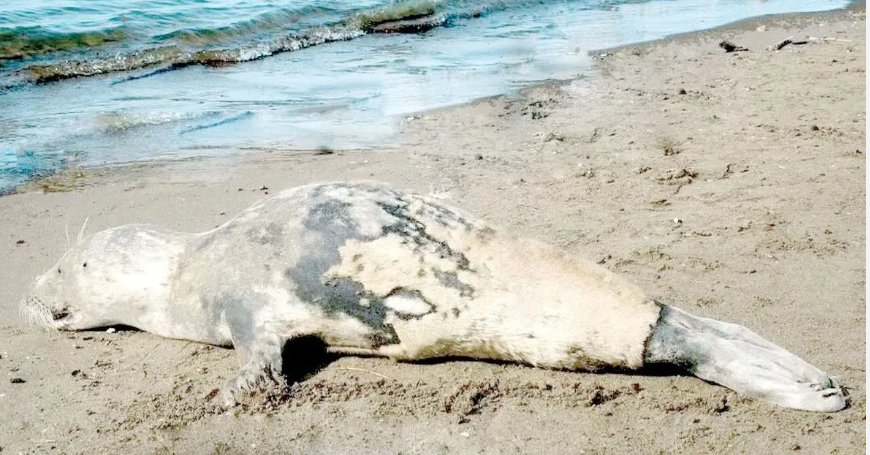 Caspian seals face extinction threat as deaths continue
