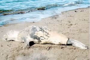 Caspian seals face extinction threat as deaths continue