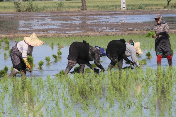 برلماني إيراني: الزراعة على حافة الانهيار والأمن الغذائي في دائرة الخطر