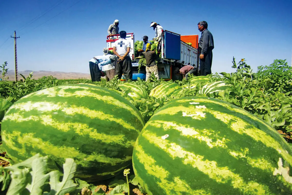 Watermelon harvest in Iran — farmers load freshly picked melons onto a truck.