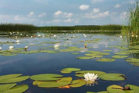 رییس اداره حفاظت محیط زیست کرمانشاه: شاهد نفسهای آخر دریاچه سراب نیلوفر هستیم