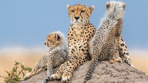 مقام سازمان حفاظت محیط زیست: شتر و سگ گله از تهدیدهای جدی برای یوزپلنگ آسیایی هستند