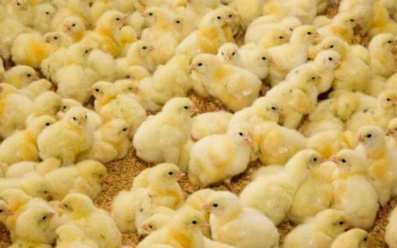 کانون سراسری مرغداران: با افزایش قاچاق جوجه، احتمال التهاب دوباره در بازار مرغ وجود دارد