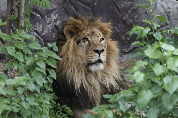 تصویری از هیرمان، شیر نر ایرانی که در شرایطی مشابه با گربهسانان محبوس در لوجان، در باغوحش ارم تلف شد