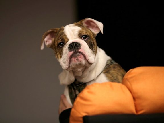 دولت بریتانیا در پی تصویب طرحی برای محافظت از احساسات و رفاه حیوانات در قوانین است