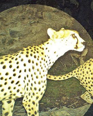 هومینو، یوز ۱۲ساله استان یزد تلف شد