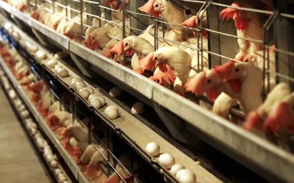 عضو اتاق بازرگانی ایران: دامپزشکی عمان مرغ ایرانی را تایید نکرد