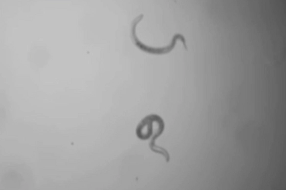 دانشمندان کرمی را احیا کردند که ۴۶ هزار سال قبل یخ زده بود