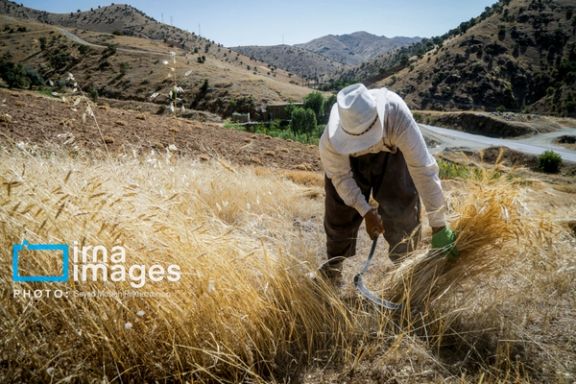 An Iranian farmer harvesting wheat in the western Kordestan province (August 20204)