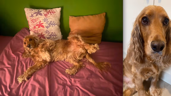 woody-dog-Iran-Tehran