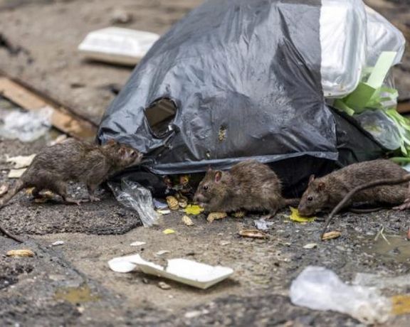 درویش، کارشناس محیط زیست: شهرداری یکی از عوامل تعداد زیاد موشها در تهران است