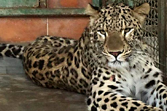 سرپرست تیم درمان باغ وحش مشهد: حال «ارس» تنها پلنگ باغ وحش مشهد همچنان ناپایدار است