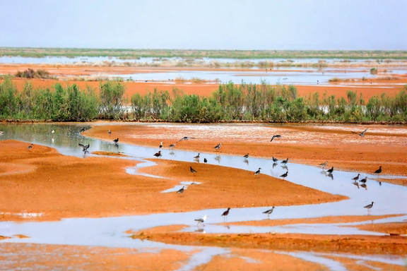 The Marreh wetland near Qom, one of the most important remaining water bodies in Iran’s central plateau, serves as a key stopover for migratory birds traveling along the historic flyway between Siberia and the Nile.