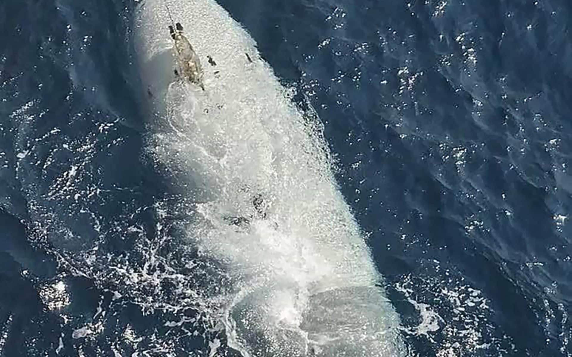 A picture of the captured submarine drone was released on the IRGC’s official news website 